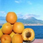 L’albicocca, il frutto d’oro della Campania